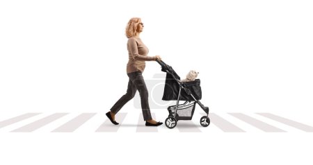 Photo for Profile shot of a mature woman crossing a street with a dog stroller isolated on white background - Royalty Free Image