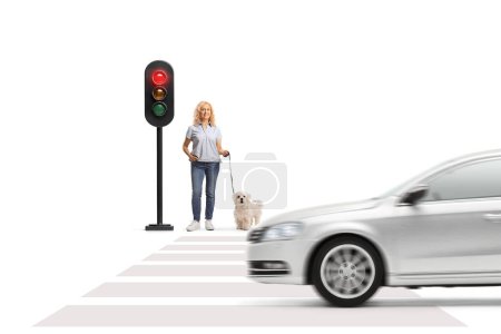 Photo for Woman with a maltese poodle dog on a lead waiting at traffic lights isolated on white background - Royalty Free Image