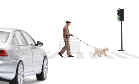Photo for Full length profile shot of a senior man crossing at pedestrian crosswalk with a dog isolated on white background - Royalty Free Image