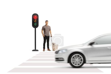 Photo for Man with a dog standing and waiting at traffic light isolated on white background - Royalty Free Image
