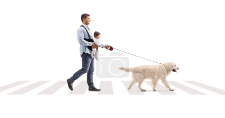 Photo for Full length shot of a father walking a dog and carrying a baby in a carrier at a pedestrian crosswalk isolated on white background - Royalty Free Image