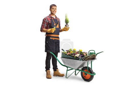 Photo for Full length portrait of a gardener with a wheelbarrow holding a plant in a pot and a spade isolated on white background - Royalty Free Image