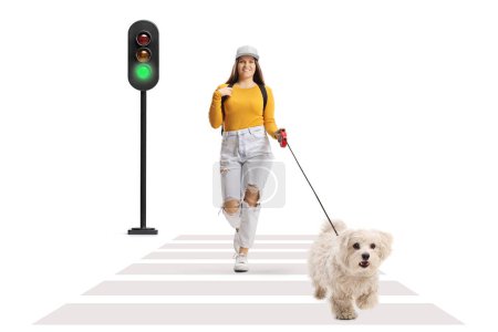 Téléchargez les photos : Jeune femme traversant la rue avec un chien caniche maltais sur une laisse isolée sur fond blanc - en image libre de droit