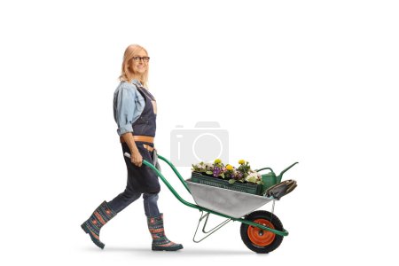 Téléchargez les photos : Photo de profil pleine longueur d'une jardinière poussant une brouette pleine de fleurs solées sur fond blanc - en image libre de droit