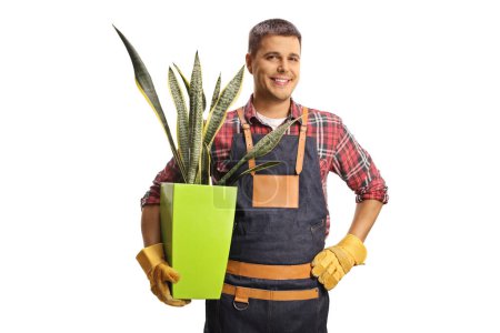 Photo for Male florist holding a dracaena trifasciata plant isolated on white background - Royalty Free Image