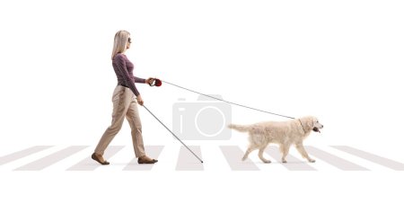 Photo for Full length profile shot of a young blind woman with a dog on a lead crossing a street isolated on white background - Royalty Free Image