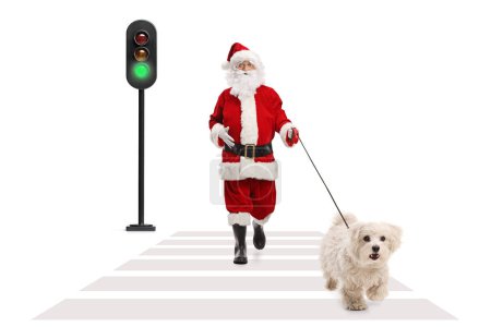 Téléchargez les photos : Santa Claude promenant un chien caniche maltais au passage piétonnier isolé sur fond blanc - en image libre de droit
