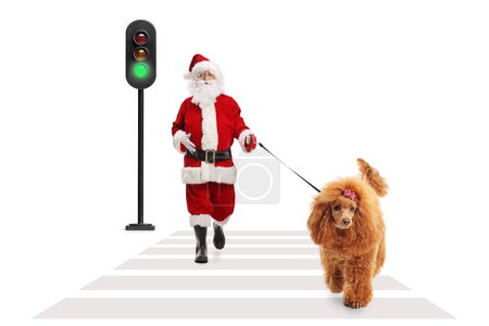 Photo for Santa claus with a red poodle dog walking at pedestrian crosswalk isolated on white background - Royalty Free Image