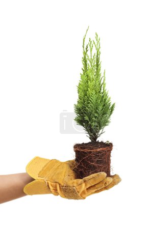 Photo for Hand with a gardening glove holding a small evergreen tree with roots and earth isolated on white background - Royalty Free Image