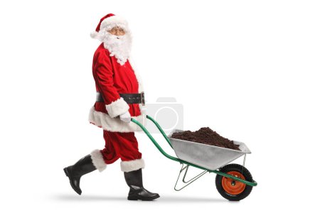 Photo for Full length profile shot of a santa claus pushing a wheelbarrow with soil isolated on white background - Royalty Free Image