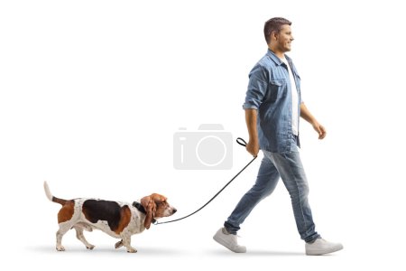 Photo for Full length shot of a young man walking a basset hound dog on a lead isolated on white background - Royalty Free Image