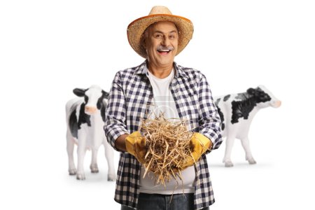 Téléchargez les photos : Heureux agriculteur mature avec des vaches tenant une pile de foin isolé sur fond blanc - en image libre de droit