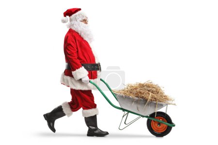 Foto de Santa Claus caminando y empujando heno en una carretilla aislada sobre fondo blanco - Imagen libre de derechos