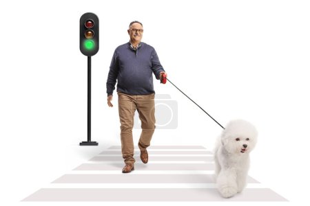 Foto de Hombre maduro paseando a un perro bichon frise en un cruce peatonal aislado sobre fondo blanco - Imagen libre de derechos