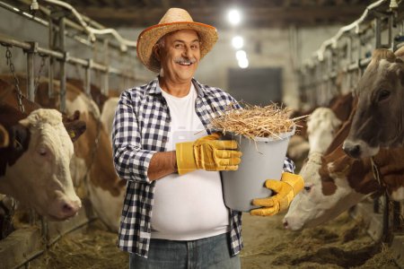 Téléchargez les photos : Fermier mature tenant un seau rempli de foin à l'intérieur d'une grange avec des vaches - en image libre de droit