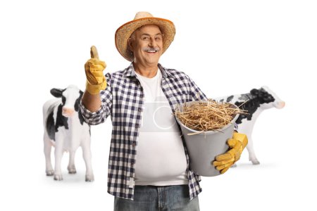 Foto de Granjero maduro con vacas sosteniendo un cubo lleno de heno y señalando pulgares hacia arriba aislados sobre fondo blanco - Imagen libre de derechos