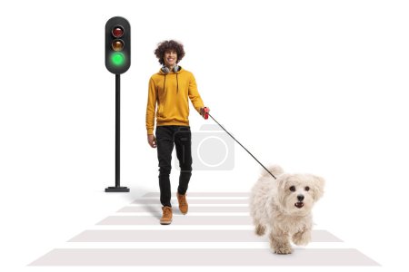 Téléchargez les photos : Un type marchant avec un chien caniche maltais sur une laisse à un passage pour piétons isolé sur fond blanc - en image libre de droit