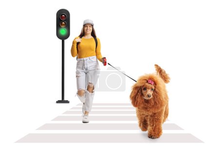 Téléchargez les photos : Portrait complet d'une jeune femelle promenant un chien caniche rouge toiletté dans une rue isolée sur fond blanc - en image libre de droit