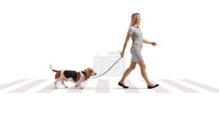 Téléchargez les photos : Photo de profil pleine longueur d'une jeune femme promenant un chien de chasse au basset à un passage pour piétons isolé sur fond blanc - en image libre de droit