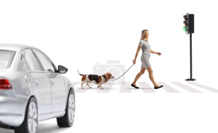 Téléchargez les photos : Une voiture attend et une femme marche avec un chien à un passage pour piétons isolé sur fond blanc - en image libre de droit