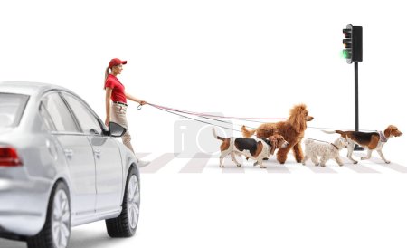Téléchargez les photos : Promeneuse avec des chiens traversant une rue à un feu isolé sur fond blanc - en image libre de droit