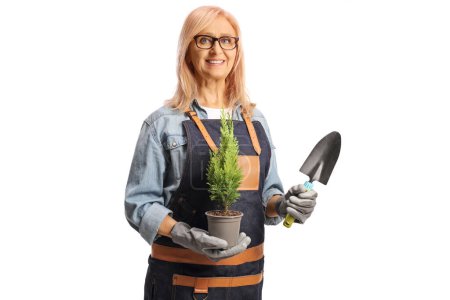 Téléchargez les photos : Femme avec un tablier plantant un petit arbre sempervirent isolé sur fond blanc - en image libre de droit
