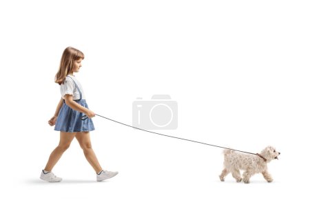 Téléchargez les photos : Photo de profil pleine longueur d'une petite fille marchant sur un chien caniche maltais blanc isolé sur fond blanc - en image libre de droit