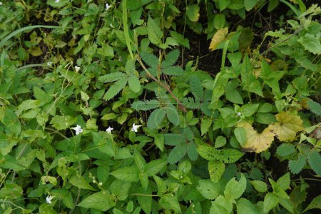 Téléchargez les photos : Green Leaves and Small Flowers on Bushes Landscape - en image libre de droit