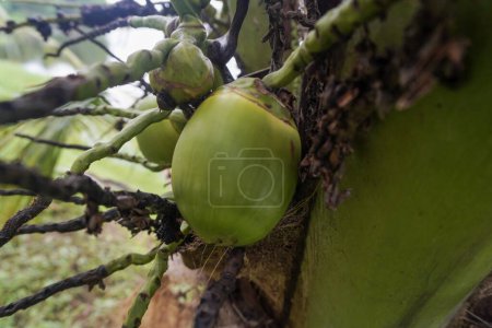 Foto de Green Young Coconut Shoots on tree close up - Imagen libre de derechos