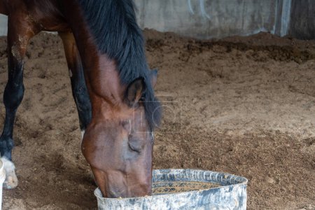 Téléchargez les photos : Brown horse eating and drinking from a black plastic bucket close up - en image libre de droit