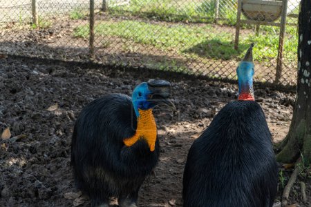 Téléchargez les photos : Cassowary bird in a cage at the zoo landscape - en image libre de droit