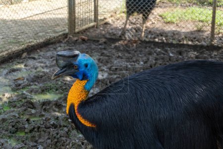 Photo for Cassowary bird in a cage at the zoo landscape - Royalty Free Image