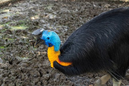 Téléchargez les photos : Cassowary bird in a cage at the zoo landscape - en image libre de droit