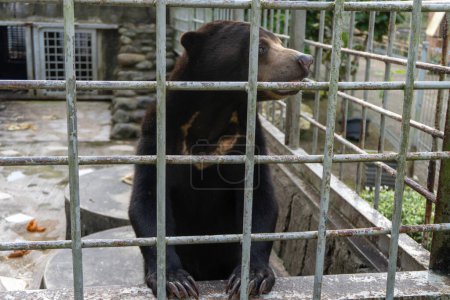Téléchargez les photos : Une photo en gros plan d'un ours soleil dans une cage à l'intérieur d'un zoo, soulignant la situation critique de cette espèce menacée et l'importance de la conservation de la faune sauvage et du bien-être des animaux - en image libre de droit