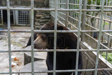 Téléchargez les photos : Une photo en gros plan d'un ours soleil dans une cage à l'intérieur d'un zoo, soulignant la situation critique de cette espèce menacée et l'importance de la conservation de la faune sauvage et du bien-être des animaux - en image libre de droit