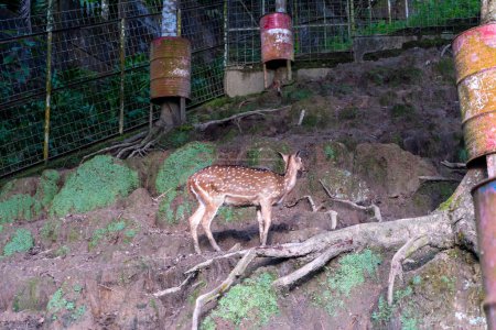 Téléchargez les photos : Photo d'un cerf tacheté dans une cage à l'intérieur d'un zoo, soulignant les conséquences de la vie sauvage en captivité et l'importance de préserver les espèces en voie de disparition et leurs habitats grâce à des efforts de conservation - en image libre de droit