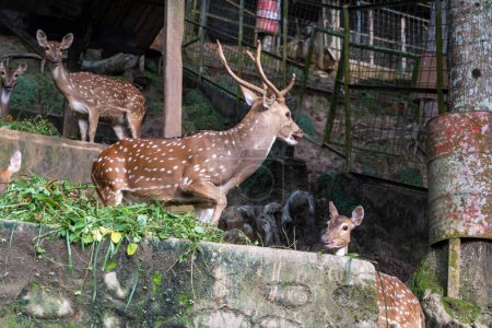 Photo for A photo of a spotted deer in a cage inside a zoo, emphasizing the consequences of captive wildlife and the significance of preserving endangered species and their habitats through conservation efforts - Royalty Free Image