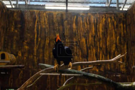 Téléchargez les photos : Photo d'un perroquet Nias dans une cage en verre au zoo, mettant en valeur la beauté de cette espèce menacée - en image libre de droit
