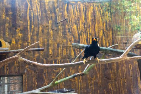 Téléchargez les photos : Photo d'un perroquet Nias dans une cage en verre au zoo, mettant en valeur la beauté de cette espèce menacée - en image libre de droit