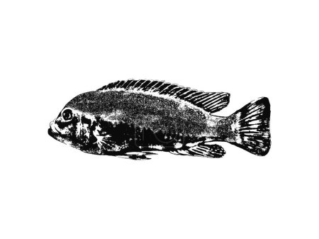 Dibujo ilustrativo en blanco y negro de un vector de dibujo a mano de salmón aislado sobre fondo blanco.