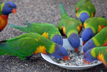 Photo for Rainbow lorikeets feeding from a bowl with motion blur. Australian birds with colourful plumage. Rainbow lorikeet (trichoglossus moluccanus) in Sydney, Australia. - Royalty Free Image