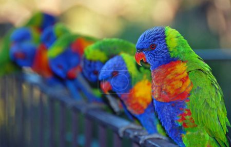 Photo for Rainbow lorikeets perching on a railing. Australian birds with colourful plumage. Rainbow lorikeet (trichoglossus moluccanus) in Sydney, Australia. - Royalty Free Image