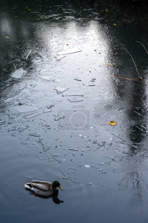 Foto de Un ánade real en un lago con hielo en esta escena invernal. Un frío día de invierno en Kelsey Park, Beckenham, Kent, Reino Unido. Mazo macho (Anas platyrhynchos). - Imagen libre de derechos