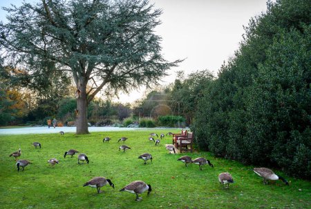 Foto de Gansos de Canadá en un parque en esta escena de invierno. Un frío día de invierno en Kelsey Park, Beckenham, Kent, Reino Unido. Ganso de Canadá (Branta canadensis). - Imagen libre de derechos