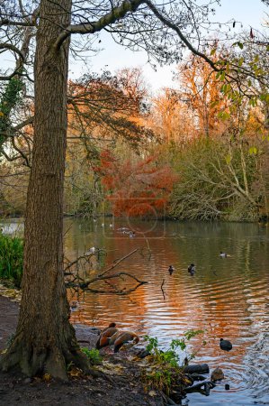 Foto de Pájaros en un lago al atardecer en esta escena invernal. Un frío día de invierno en Kelsey Park, Beckenham, Kent, Reino Unido. Ganso egipcio (Alopochen aegyptiaca) en primer plano. - Imagen libre de derechos