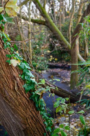Foto de Hiedra en un tronco de árbol en un frío día de invierno en Kelsey Park, Beckenham, Kent, Reino Unido. El río Beck está en el fondo. - Imagen libre de derechos