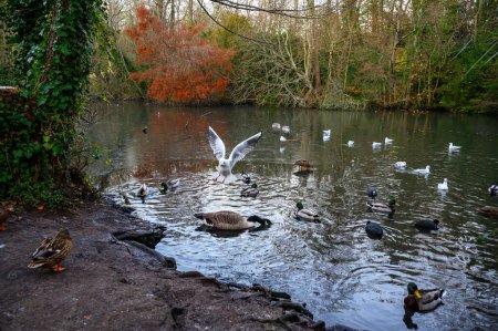 Foto de Muchos tipos diferentes de aves en un lago en esta escena de invierno. Un frío día de invierno en Kelsey Park, Beckenham, Kent, Reino Unido. - Imagen libre de derechos