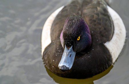 Photo for Tufted duck in Kelsey Park, Beckenham, Greater London. The tufted duck swims on the lake in Kelsey Park, Beckenham, Kent. Tufted duck (Aythya fuligula), UK. - Royalty Free Image