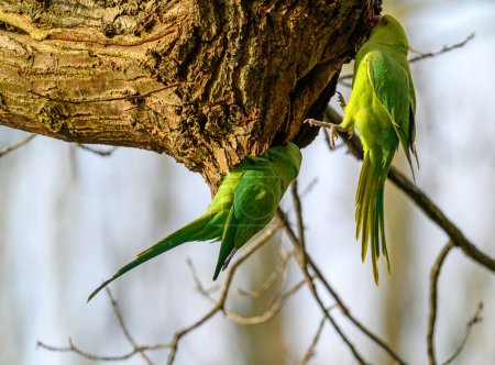 Foto de Ring-necked parakeets in Kelsey Park, Beckenham, Kent. The green parakeets are sitting on a branch. Feral parakeets are common in the southeast of England. Ring-necked parakeet (Psittacula krameri). - Imagen libre de derechos