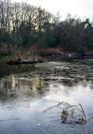 Téléchargez les photos : One of the Keston Ponds on Keston Common near the village of Keston in Kent, UK. A cold winter scene with ice on the surface of the pond. Trees and water birds in the background. - en image libre de droit